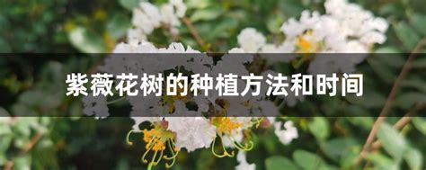 紫薇花种植|紫薇花种子种植方法和时间